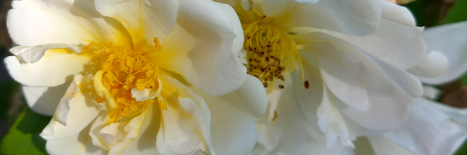 Header Image