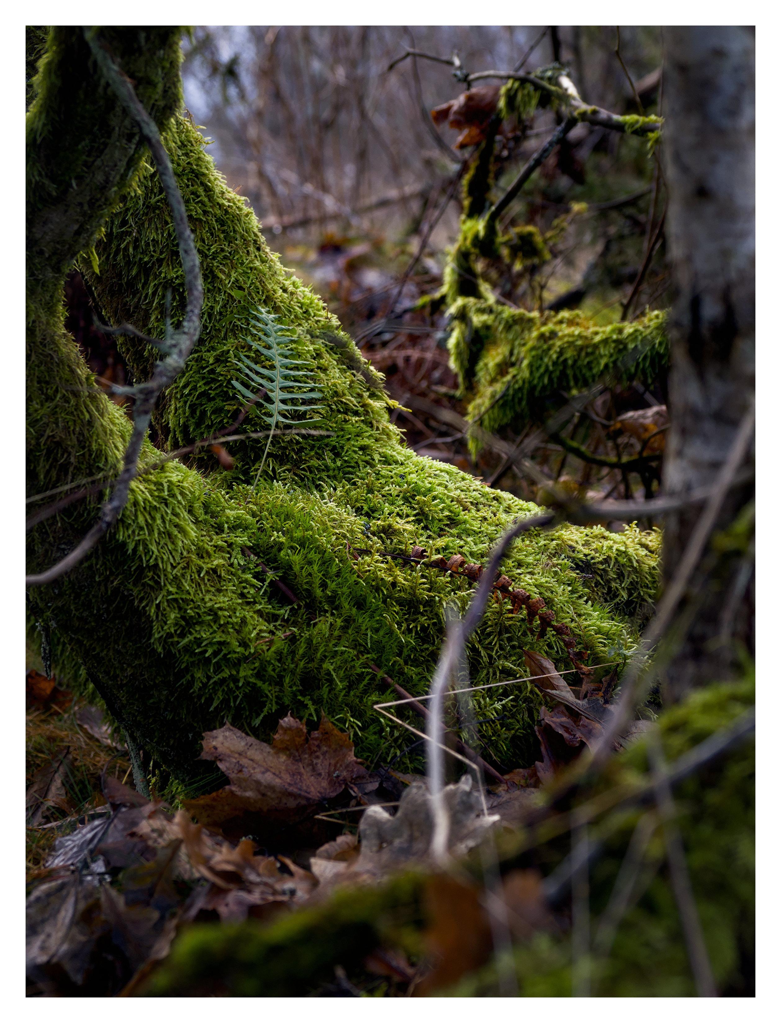 En stående bild på nederdelen av träd med grön mossa. En grön liten ormbunke växer på det närmaste trädet.