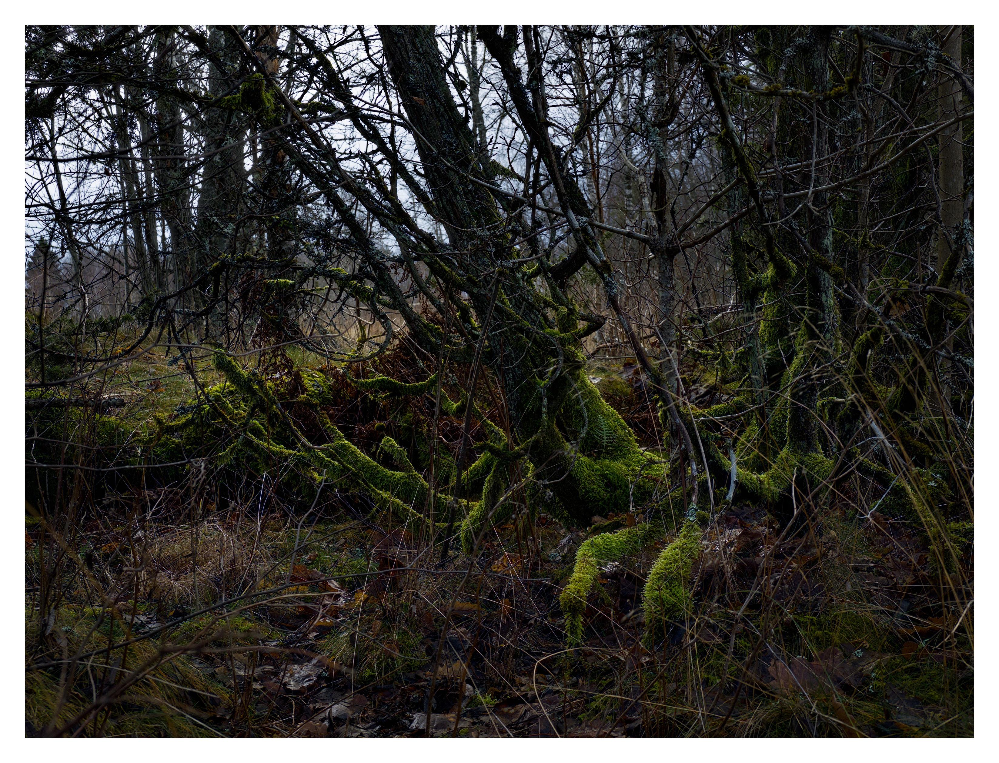 En liggande bild på ett träd med många grenar nedertill och alla har lysande grön mossa.