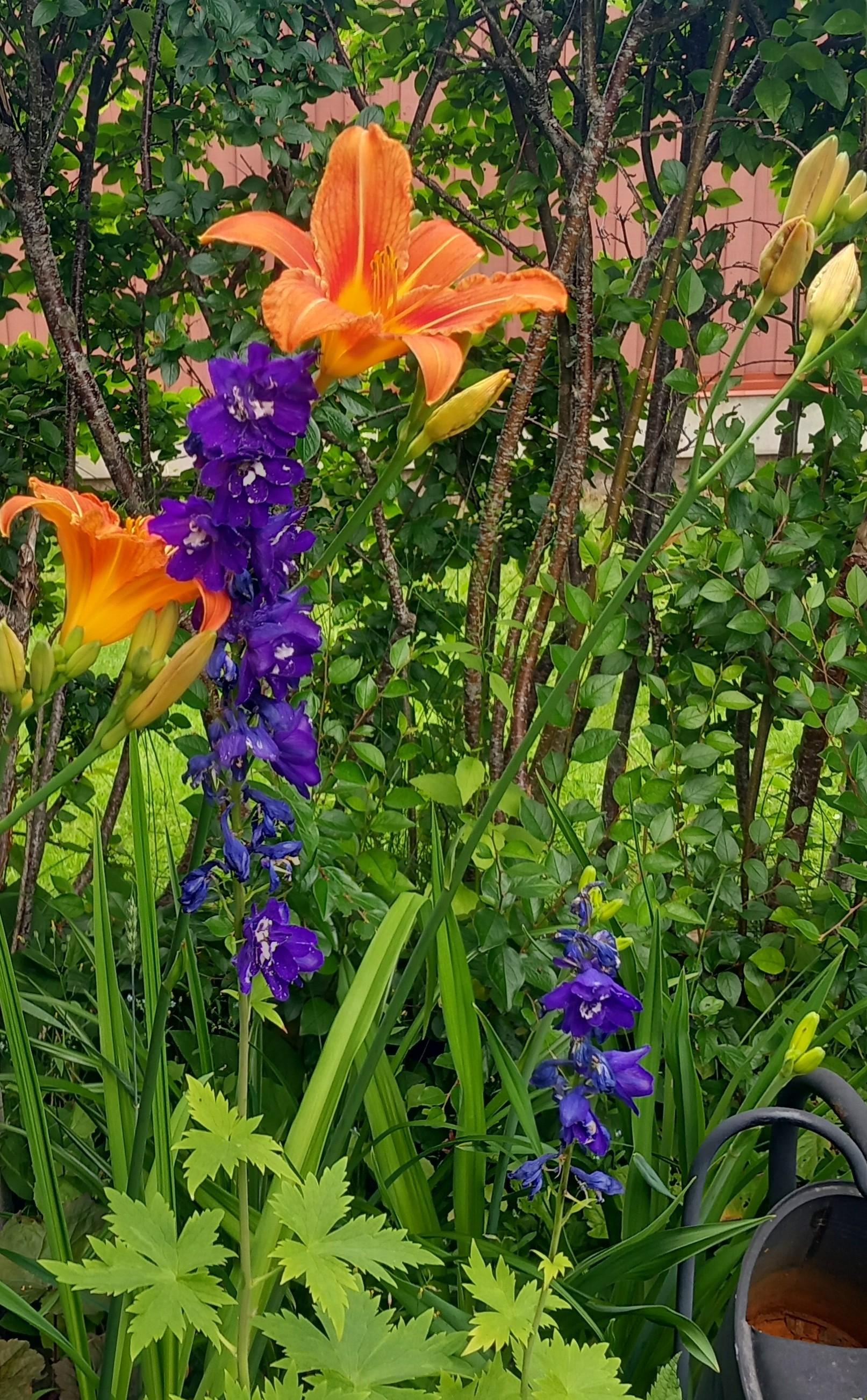 Orange Daglilja och annan lila blomma lutar sig mot varandra