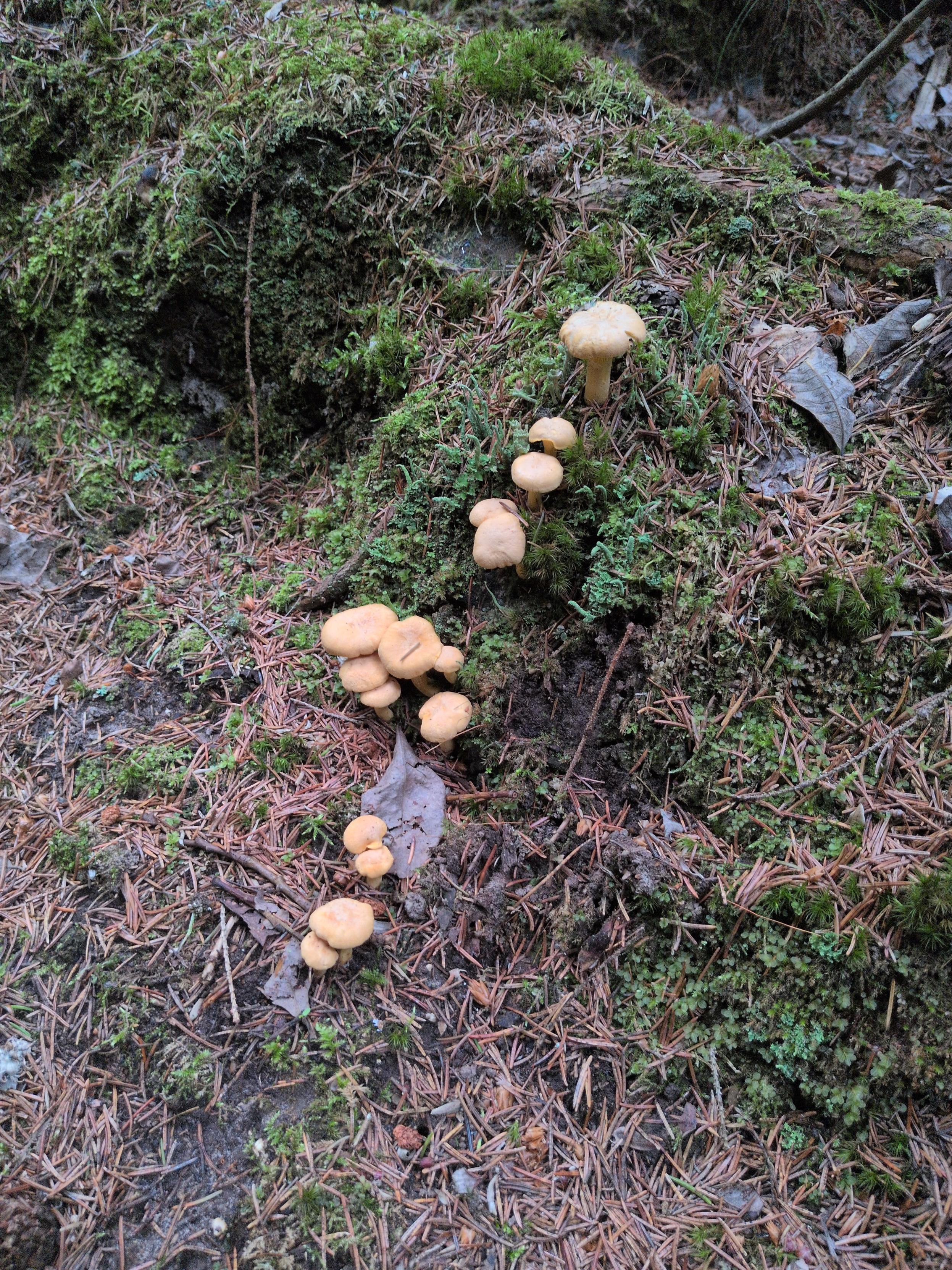 Kantareller