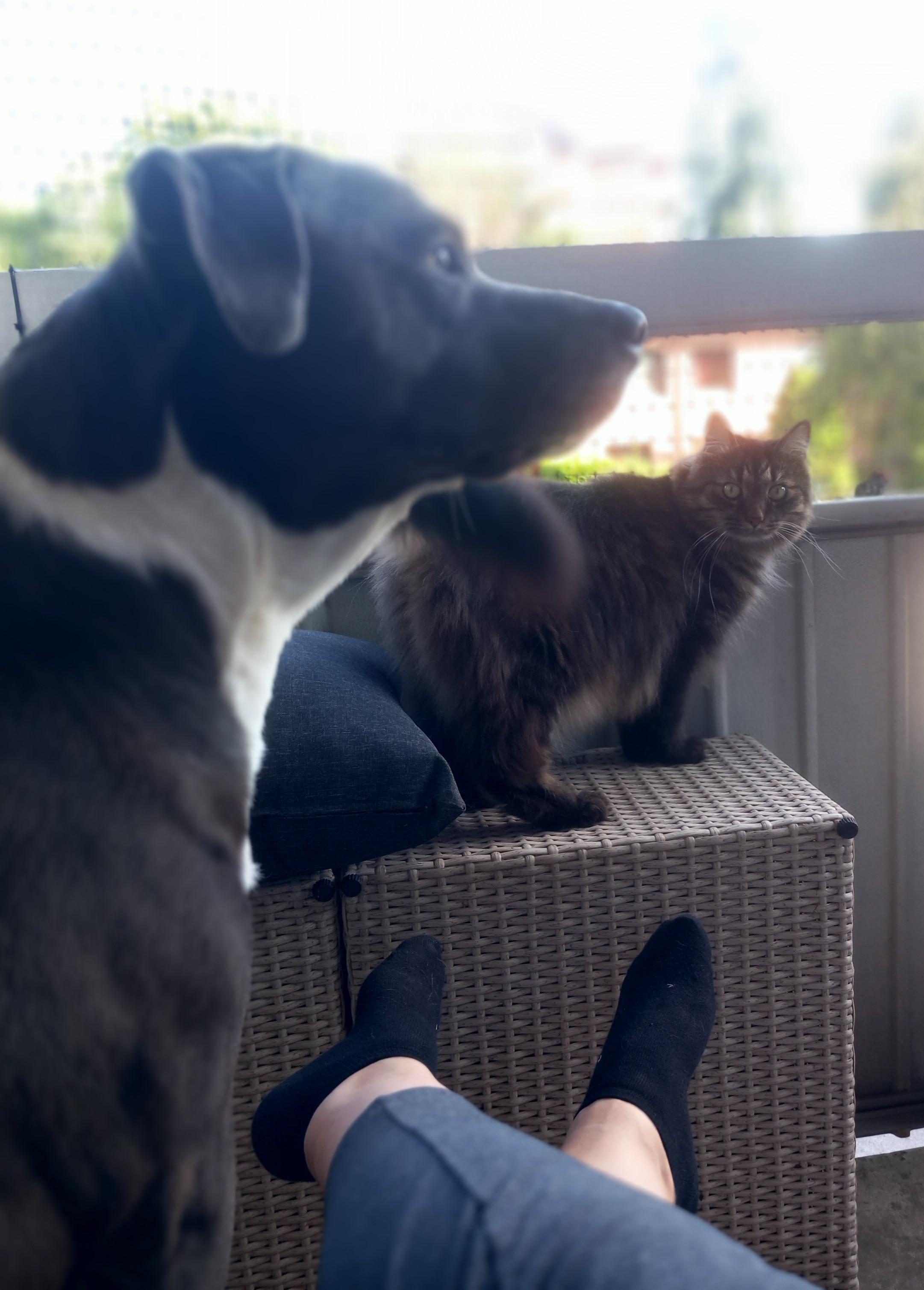 Hunn å katt i profil på balkongen