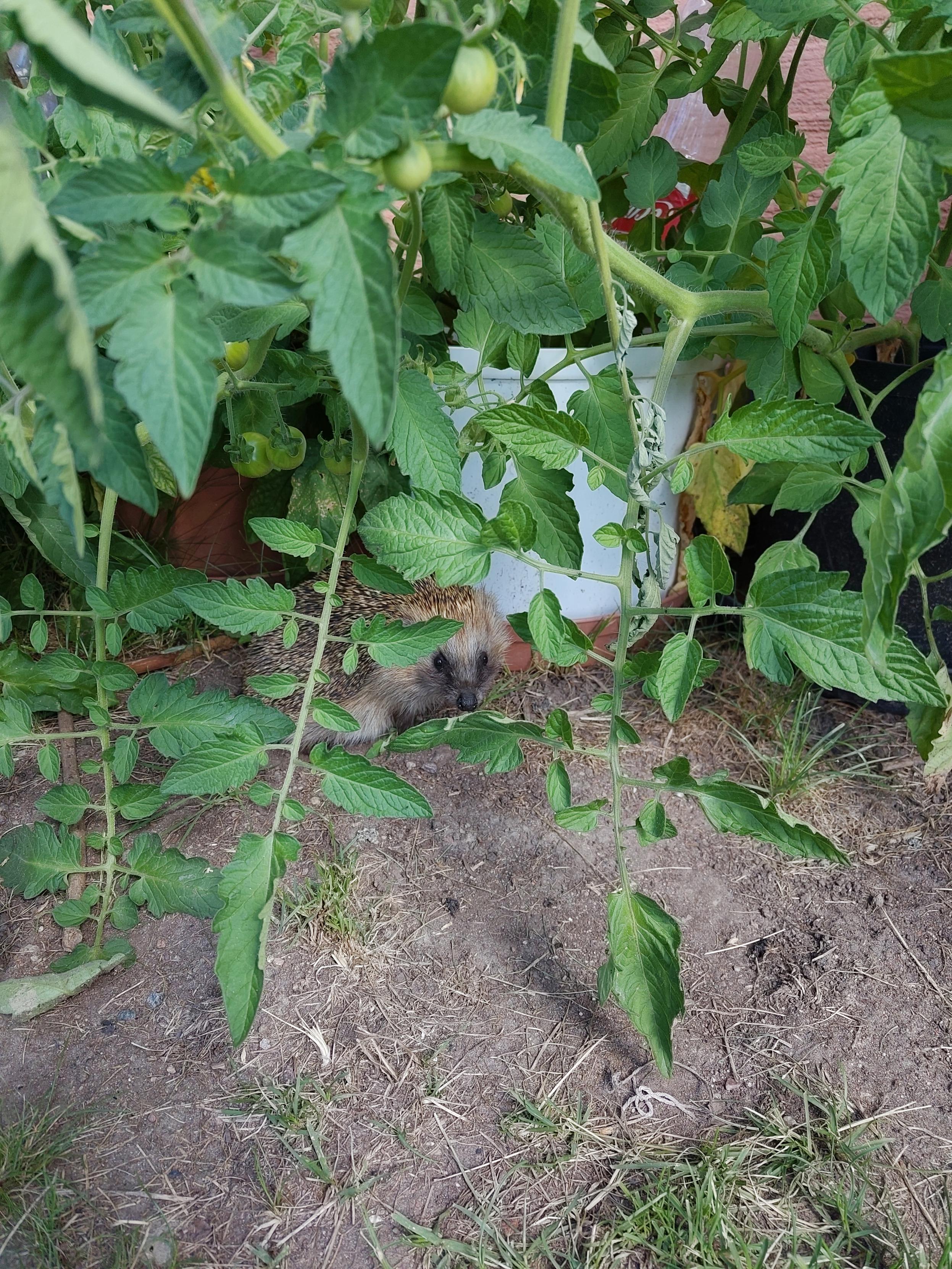 En igelkott tittar fram bak några tomatplantor.