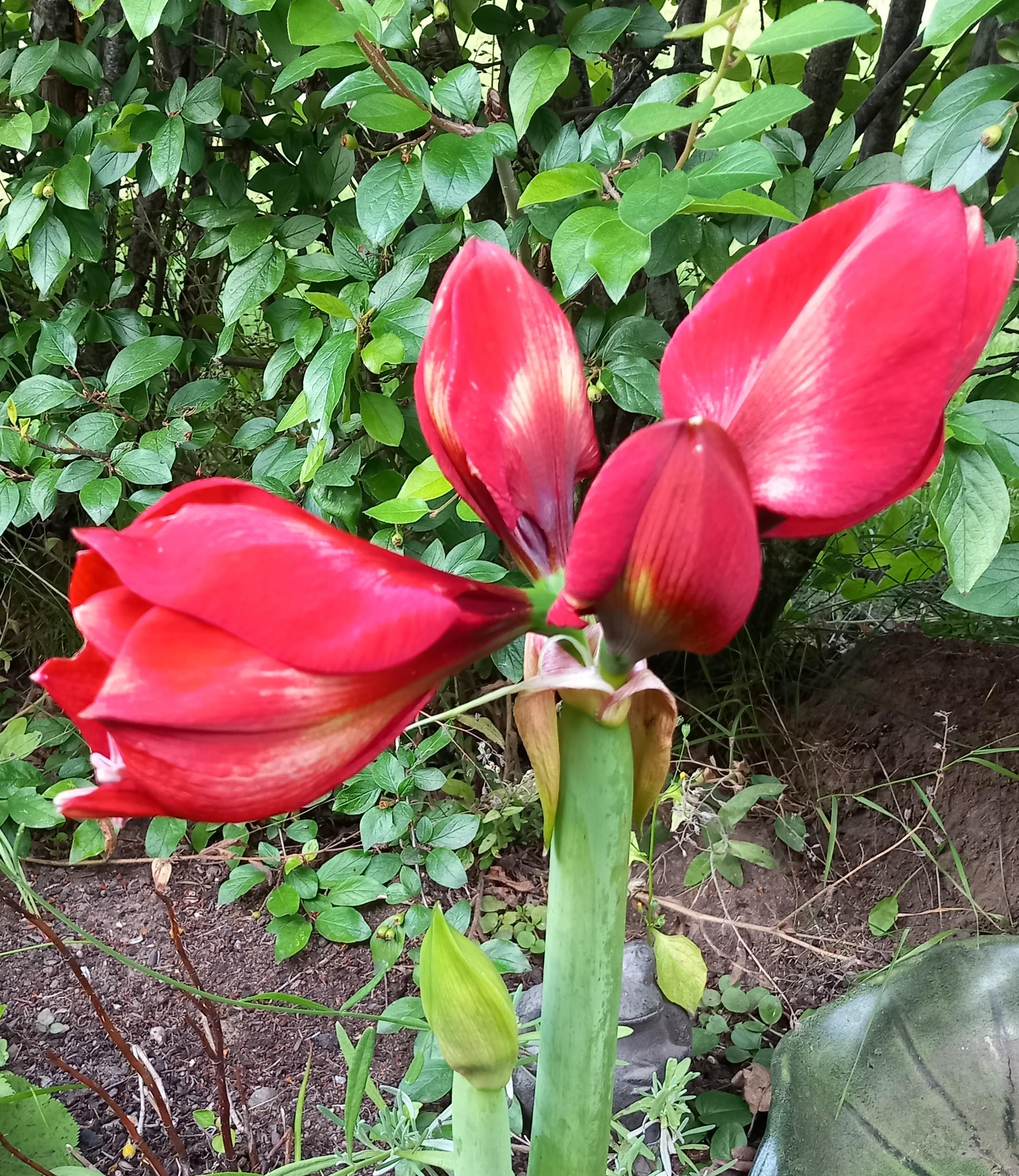 Röd amaryllis med fyra knoppar på väg att slå ut