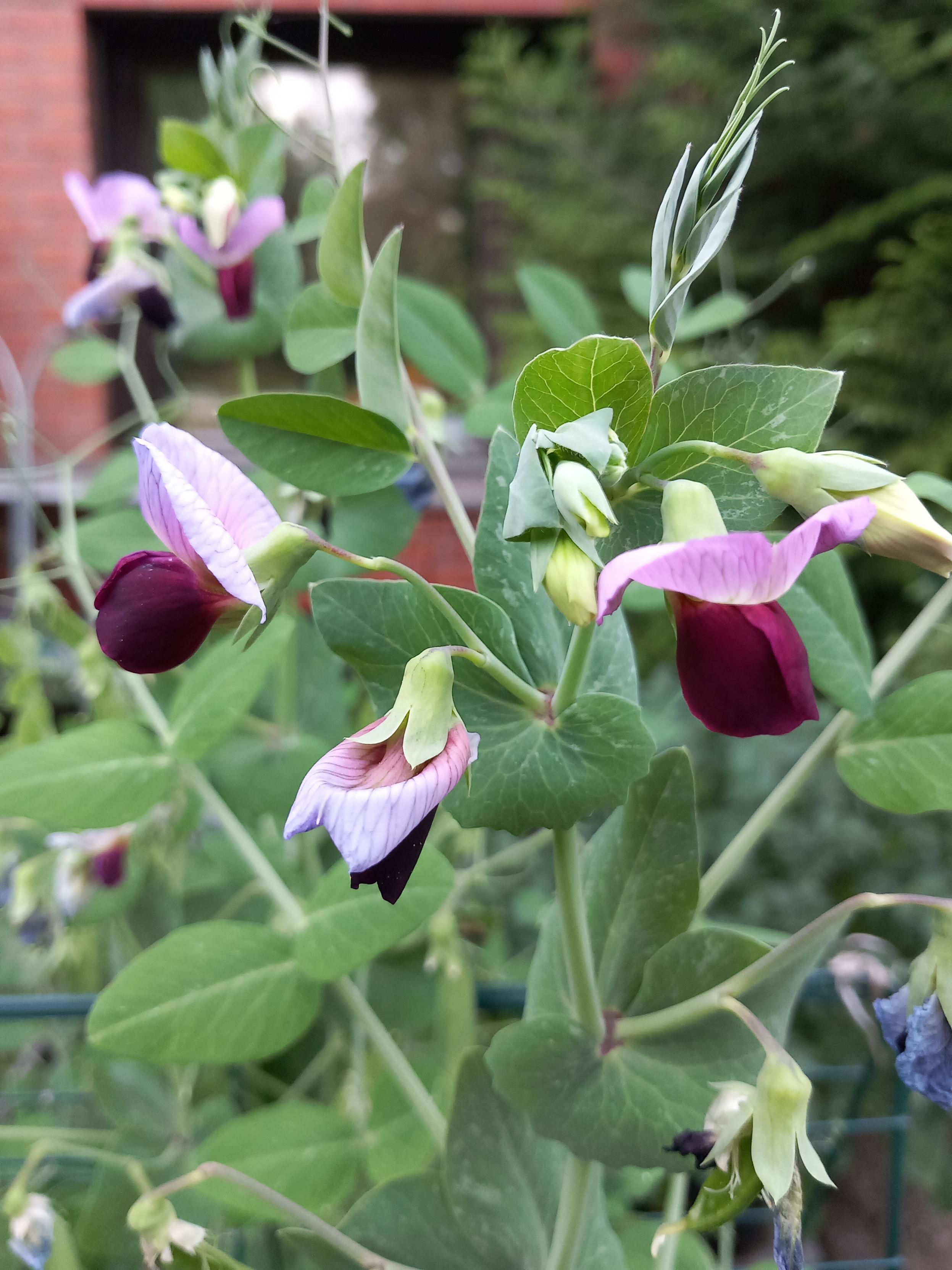 Blommor på sockerärten