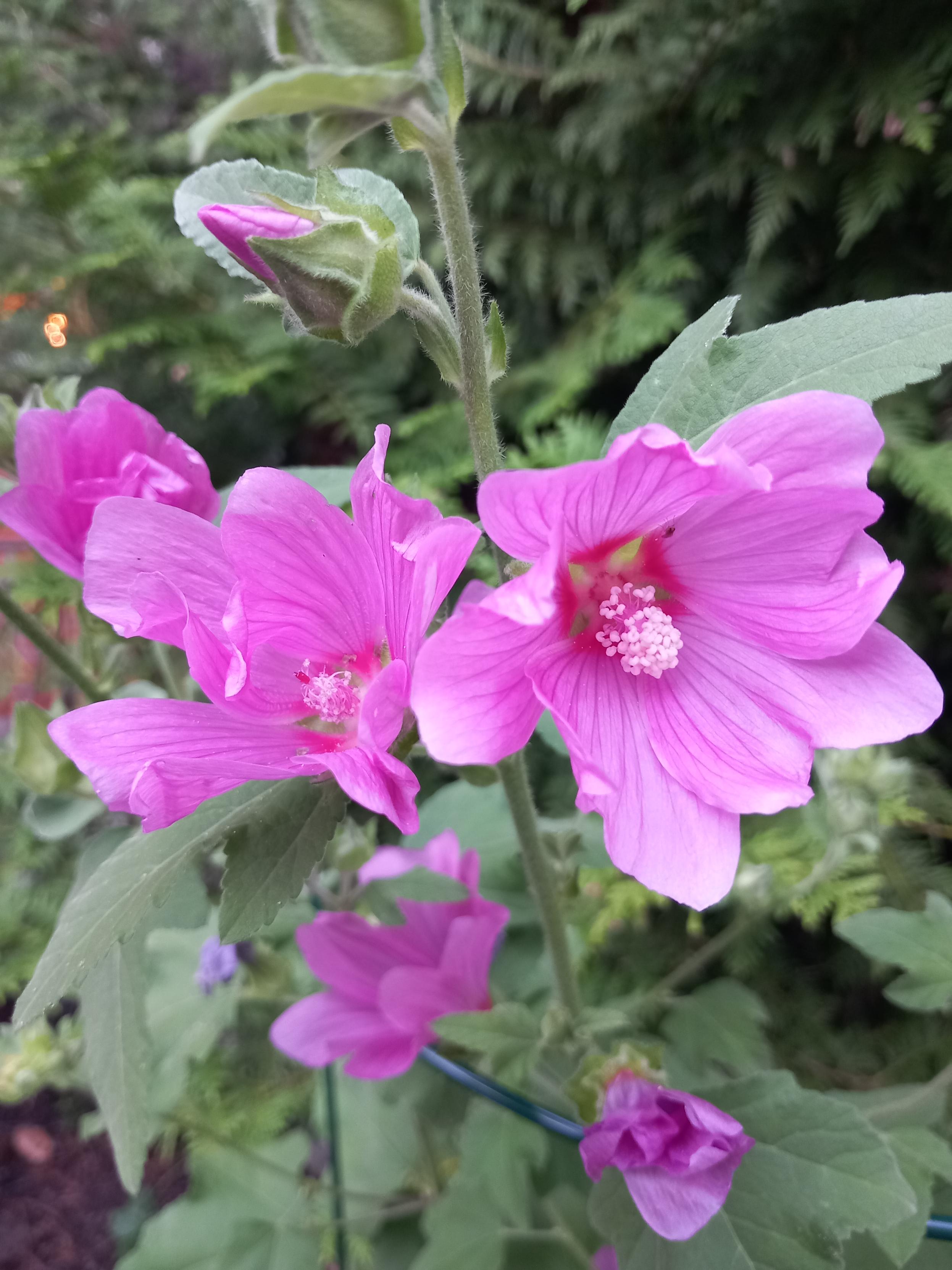 Rosa stockros