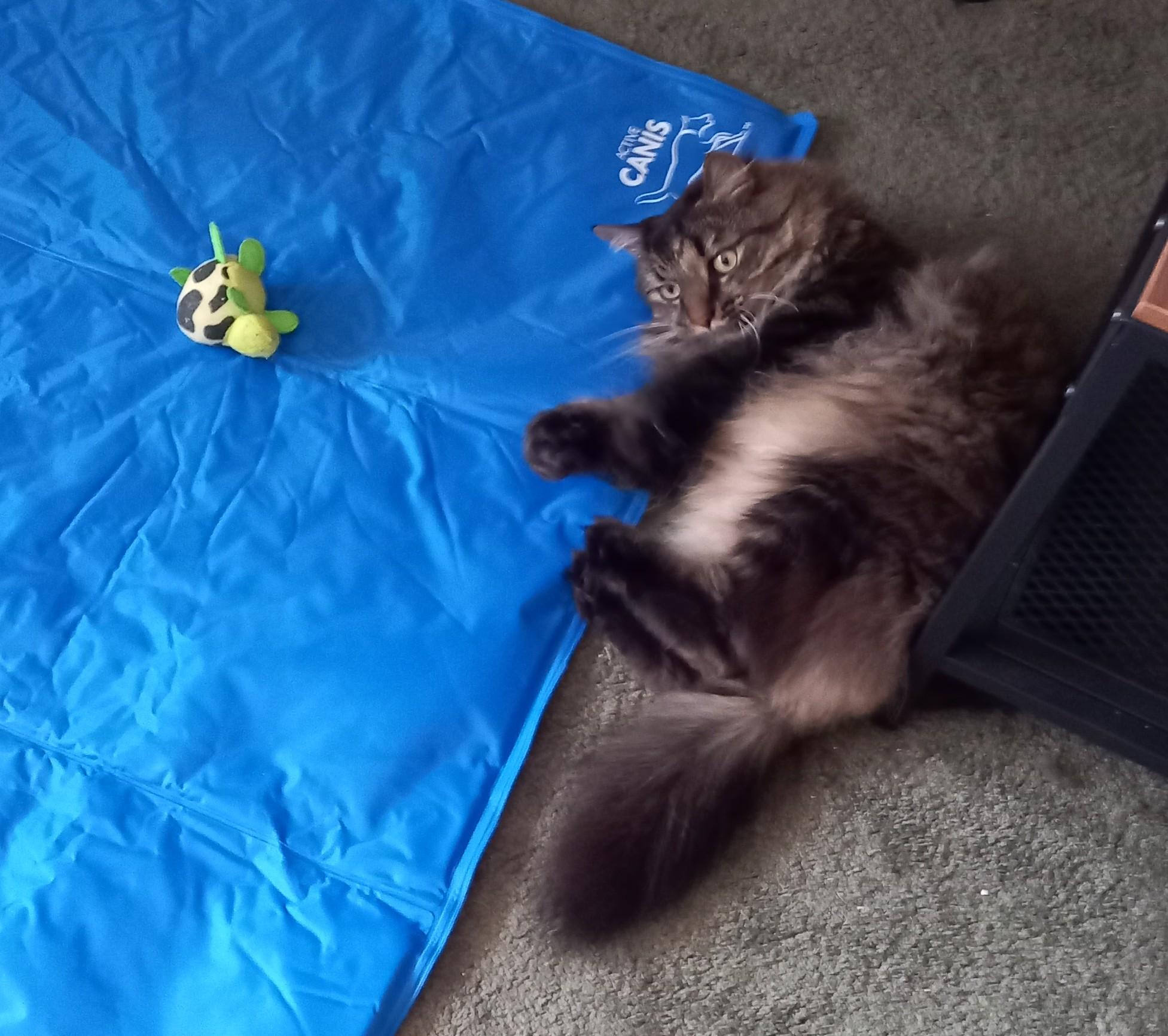 Floofkatten Ganondorf ligger nära, men inte på kylmattan jag köpt åt honom och liffalia kamphunden.