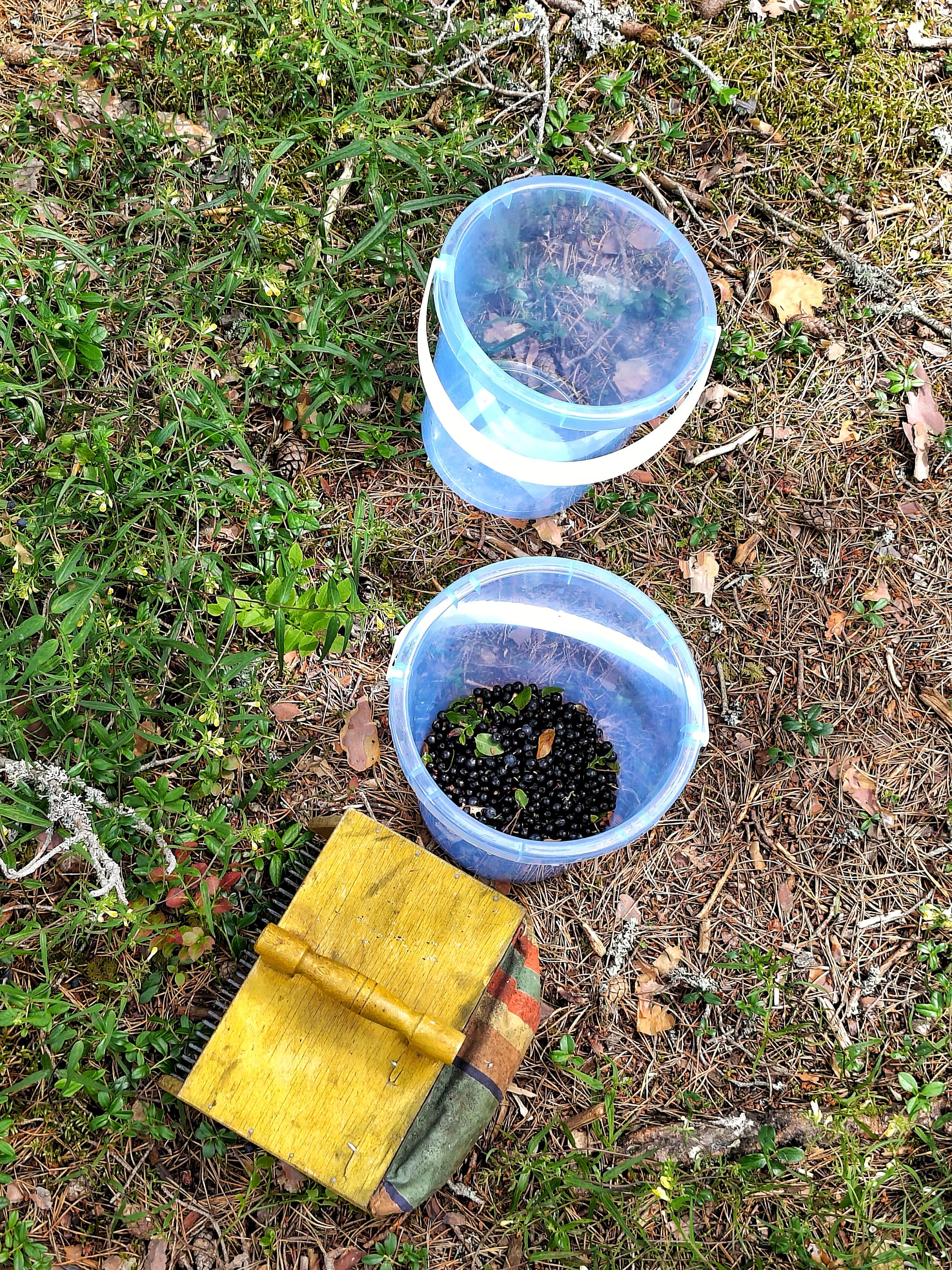 Två hinkar och en bärplockare på en stig i skogen, det är lite blåbär i den ena hinken.