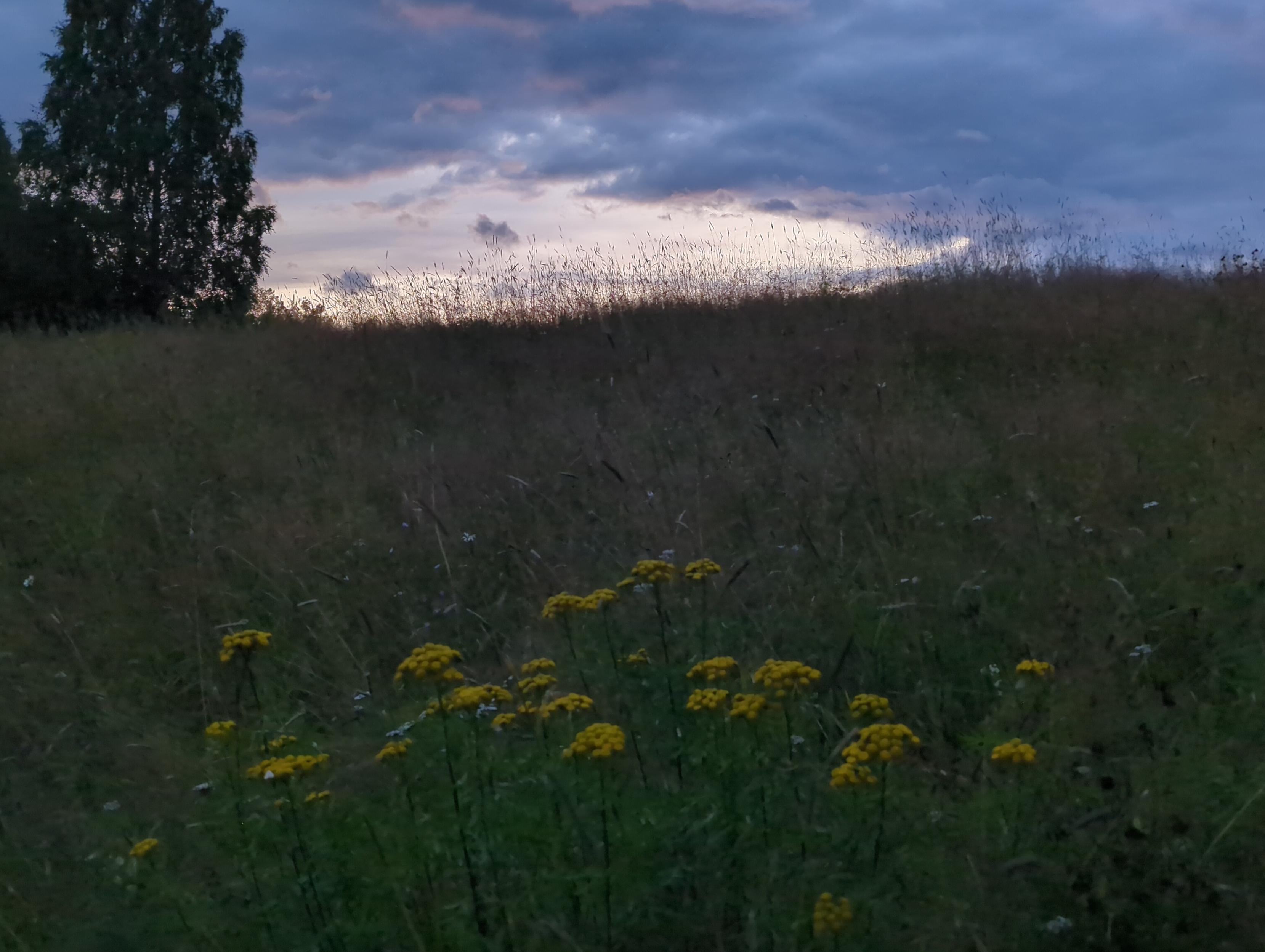 Klunga av gul renfana på oslagen äng