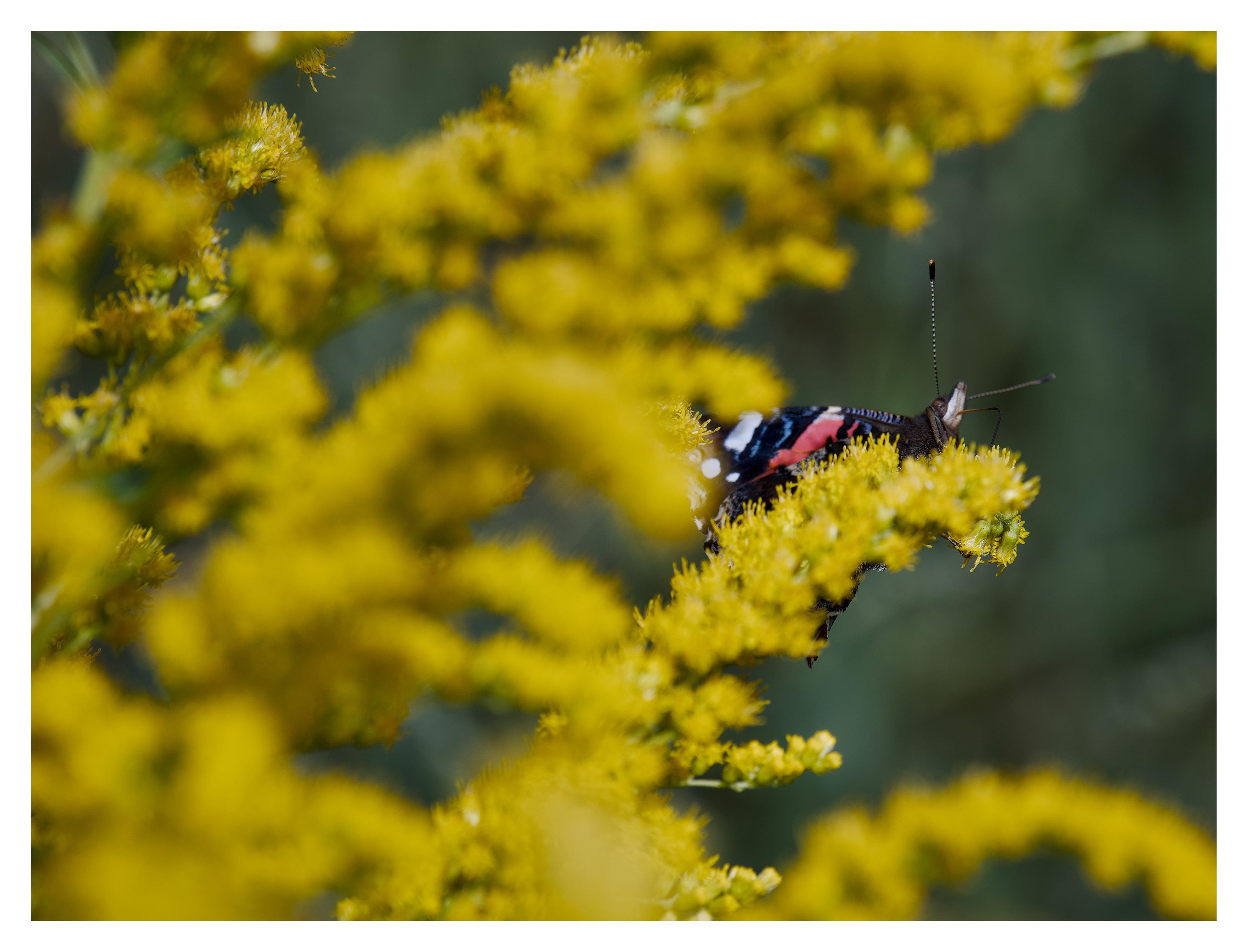 En liggande bild på en fjäril i vitt, svart och orange. Den sitter med vingarna ihop med näsan i vädret. Den sitter på en gul blomma omgiven av likadana gula blommor.