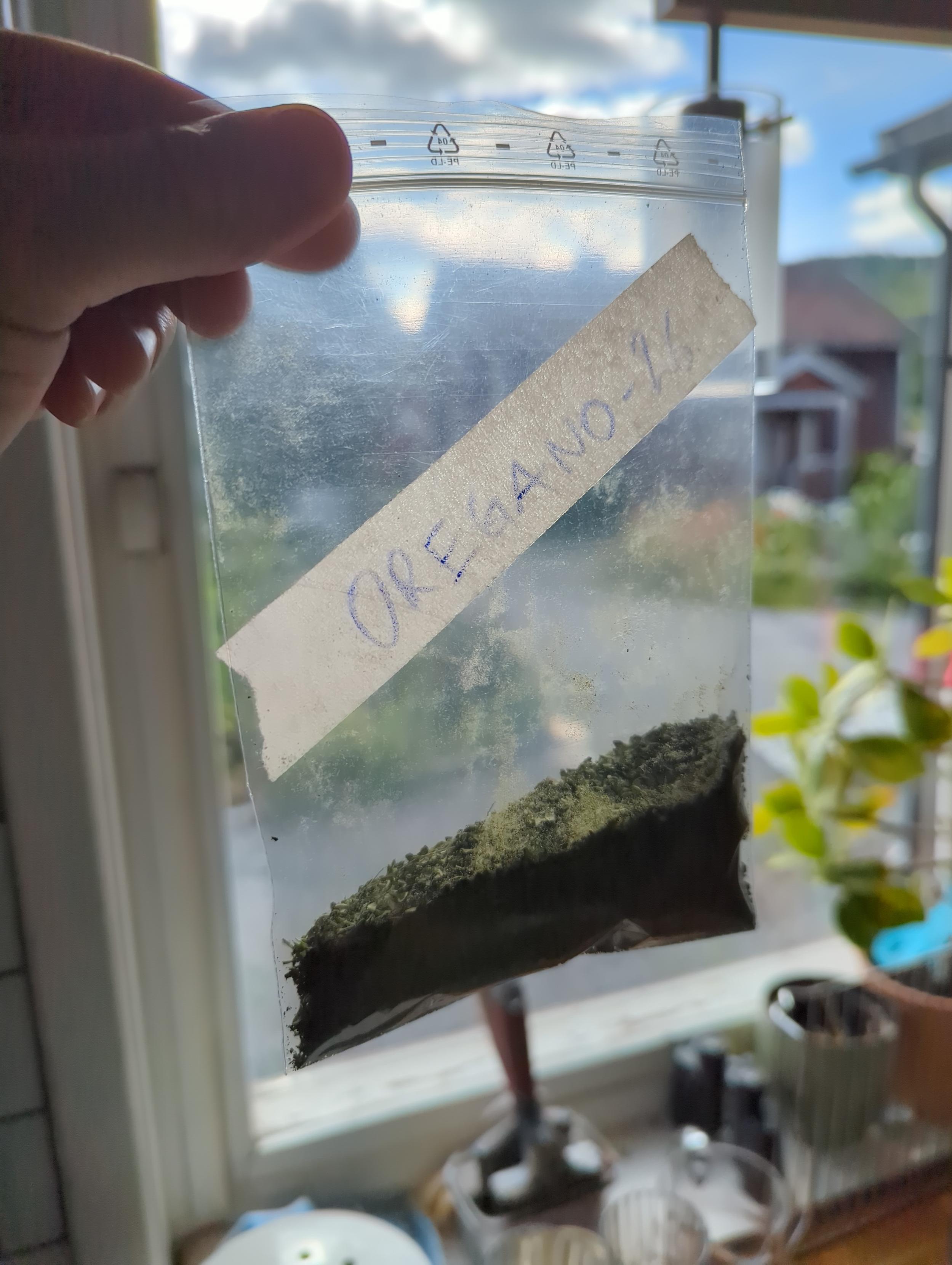 Bag of green powder in front of window, tape with the text Oregano -26
