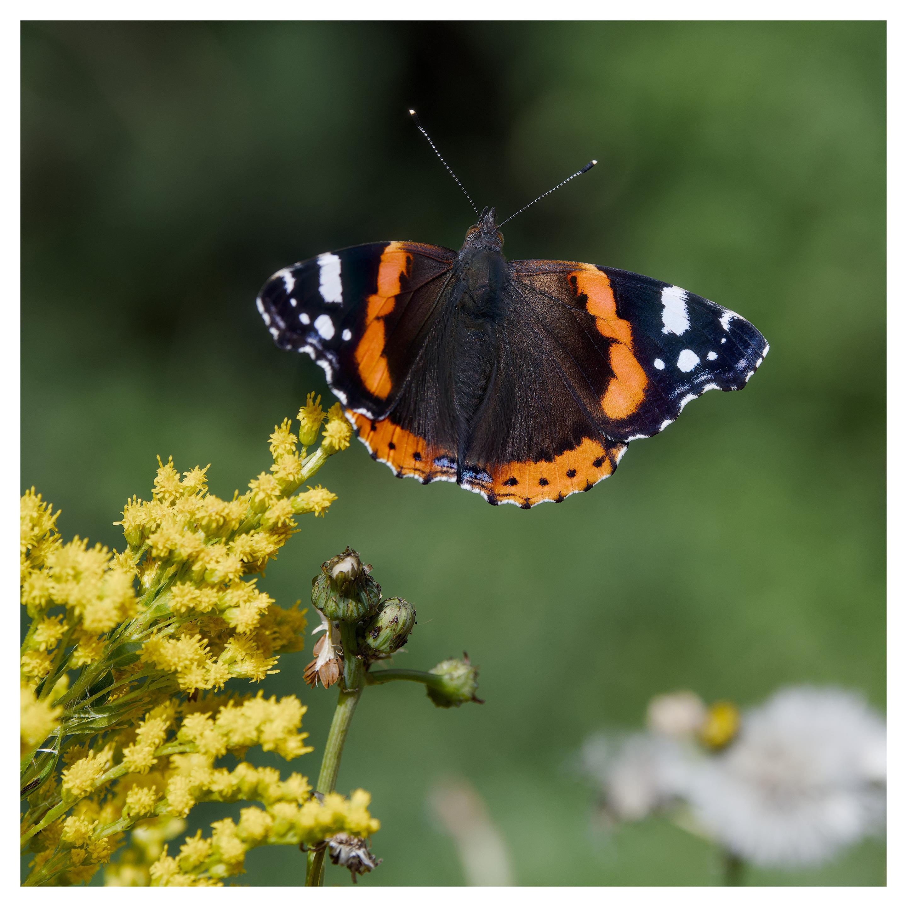 En fyrkantig bild på en vit, svart och orange fjäril som sträcker ut vingarna när den sitter på en gul blomma. I bakgrunden nere till höger är en ur fokus vit blomma.