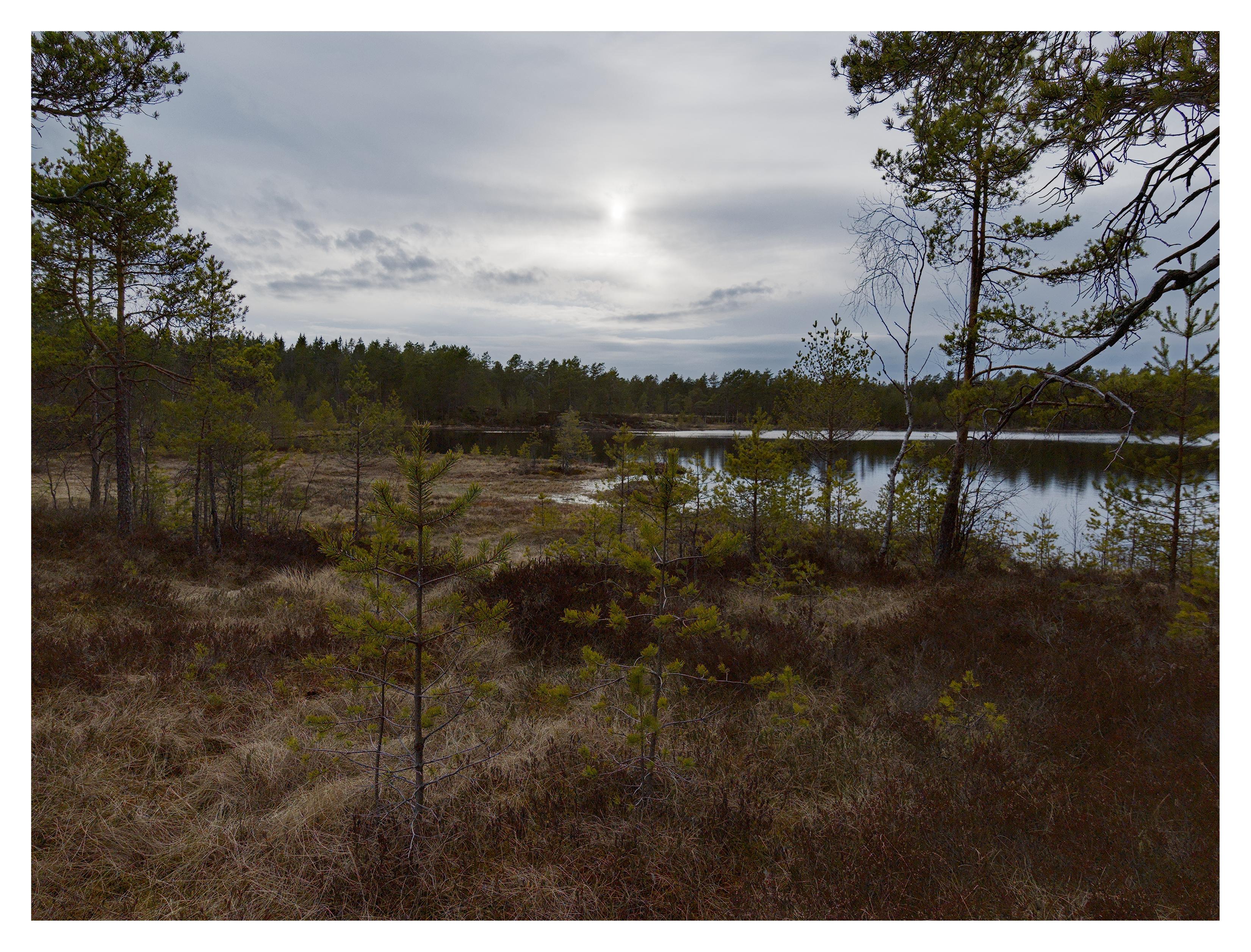 En liggande bild på ett myrlandskap med ett tjärn till höger. I förgrunden glest med tallar, små och medelstora. Bortanför myren är det barrskog. Himmelen släpper genom en del ljus genom slöjmoln.