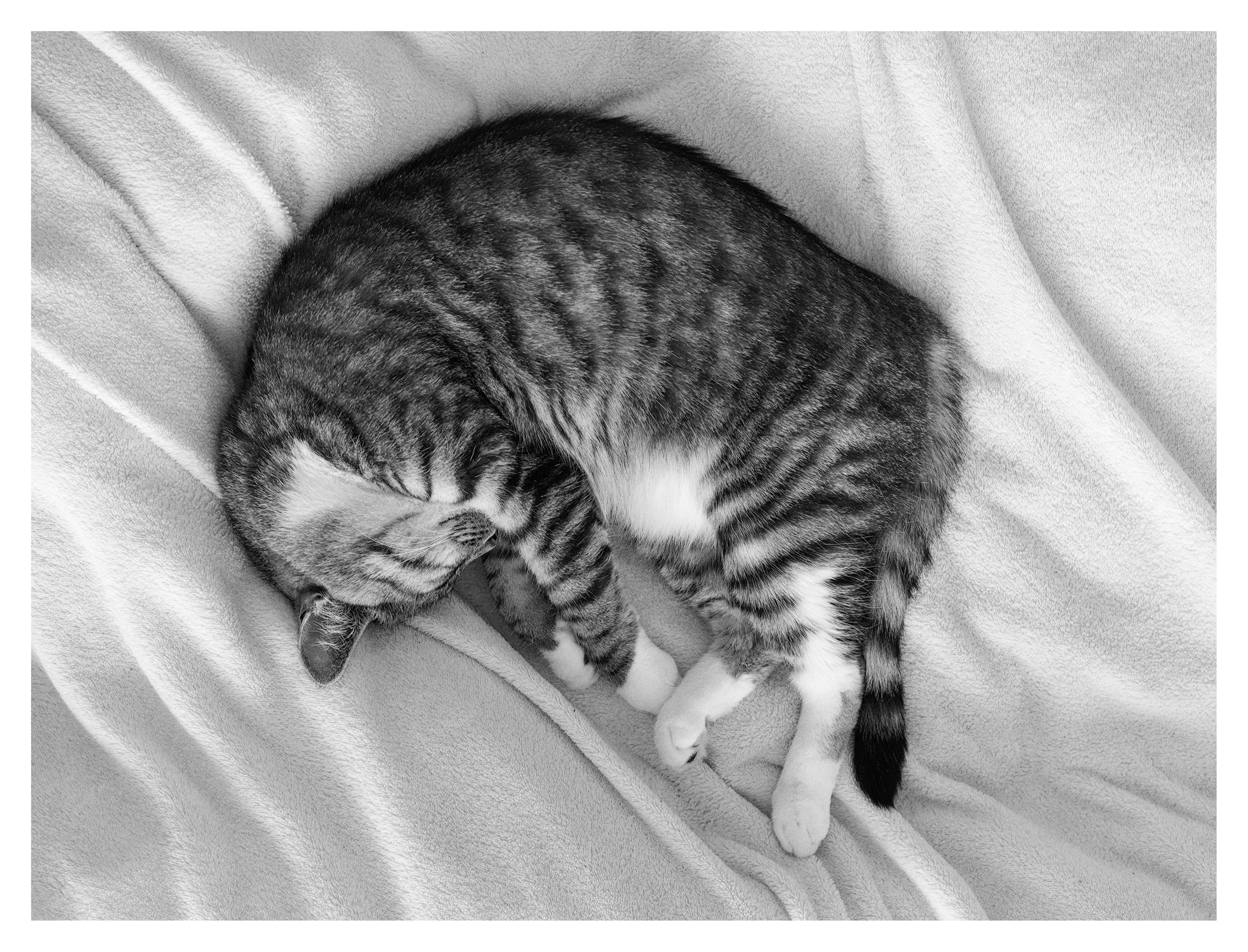 En liggande svartvit bild på katten Sonja, en tabby, som ligger på sidan och sover på en vit filt. Hon har huvudet till vänster och benen nedåt i bild. Filten är lite skrynklig.