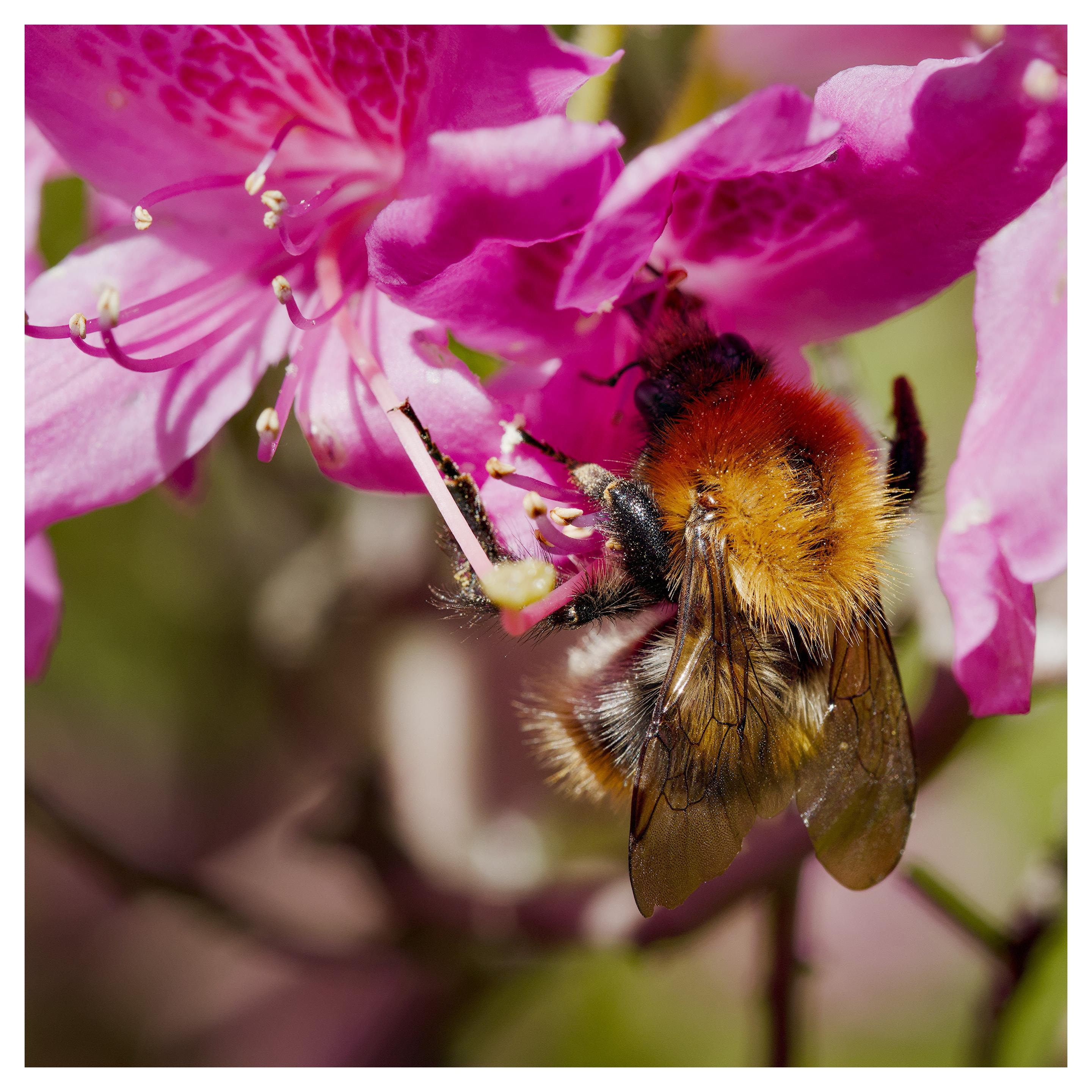 En fyrkantig närbild på en humla som sitter på en rosa blomma.