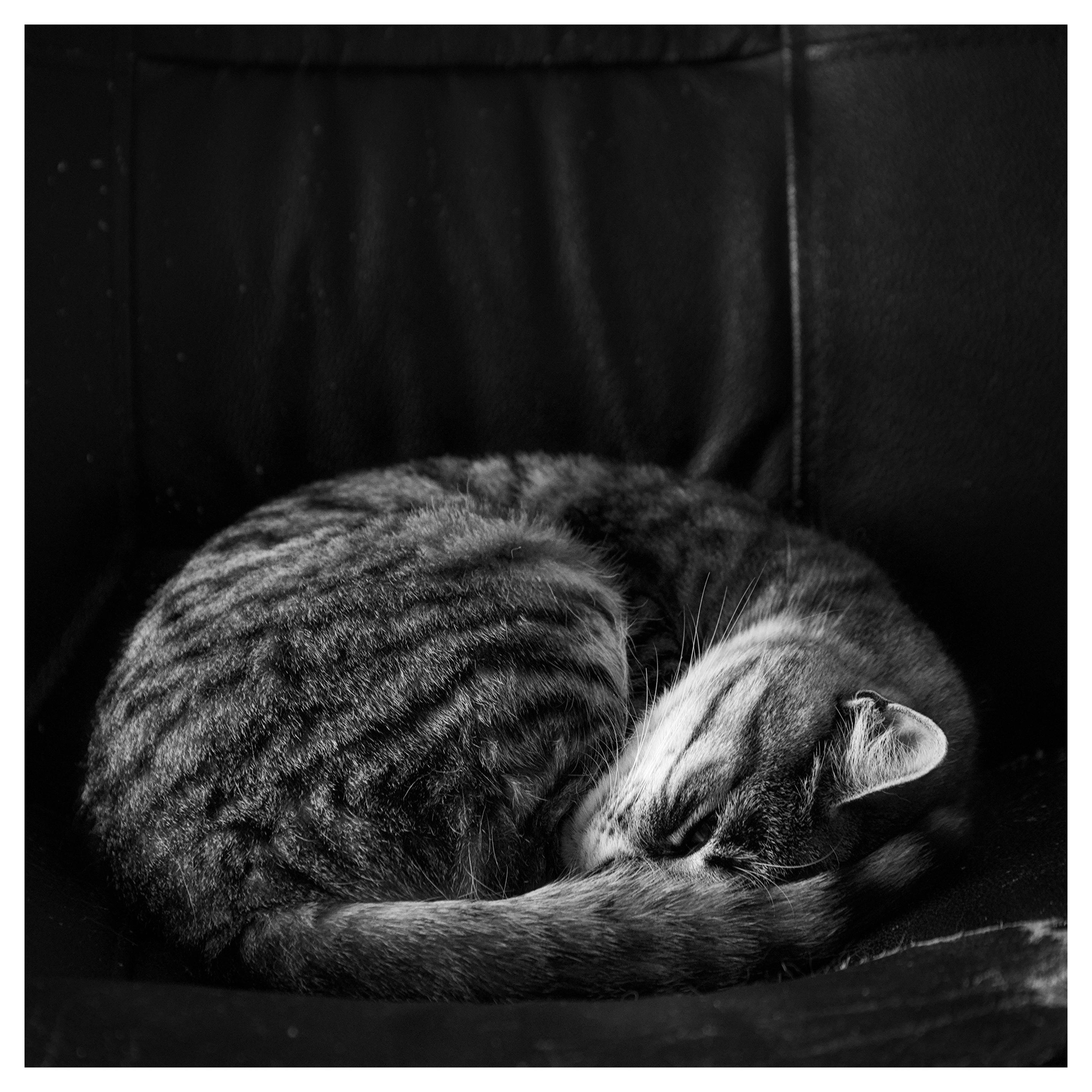 En fyrkantig, svartvit bild på katten Sonja, en tabby. Hon ligger som en boll med svansen framför sig i en svart fåtölj.