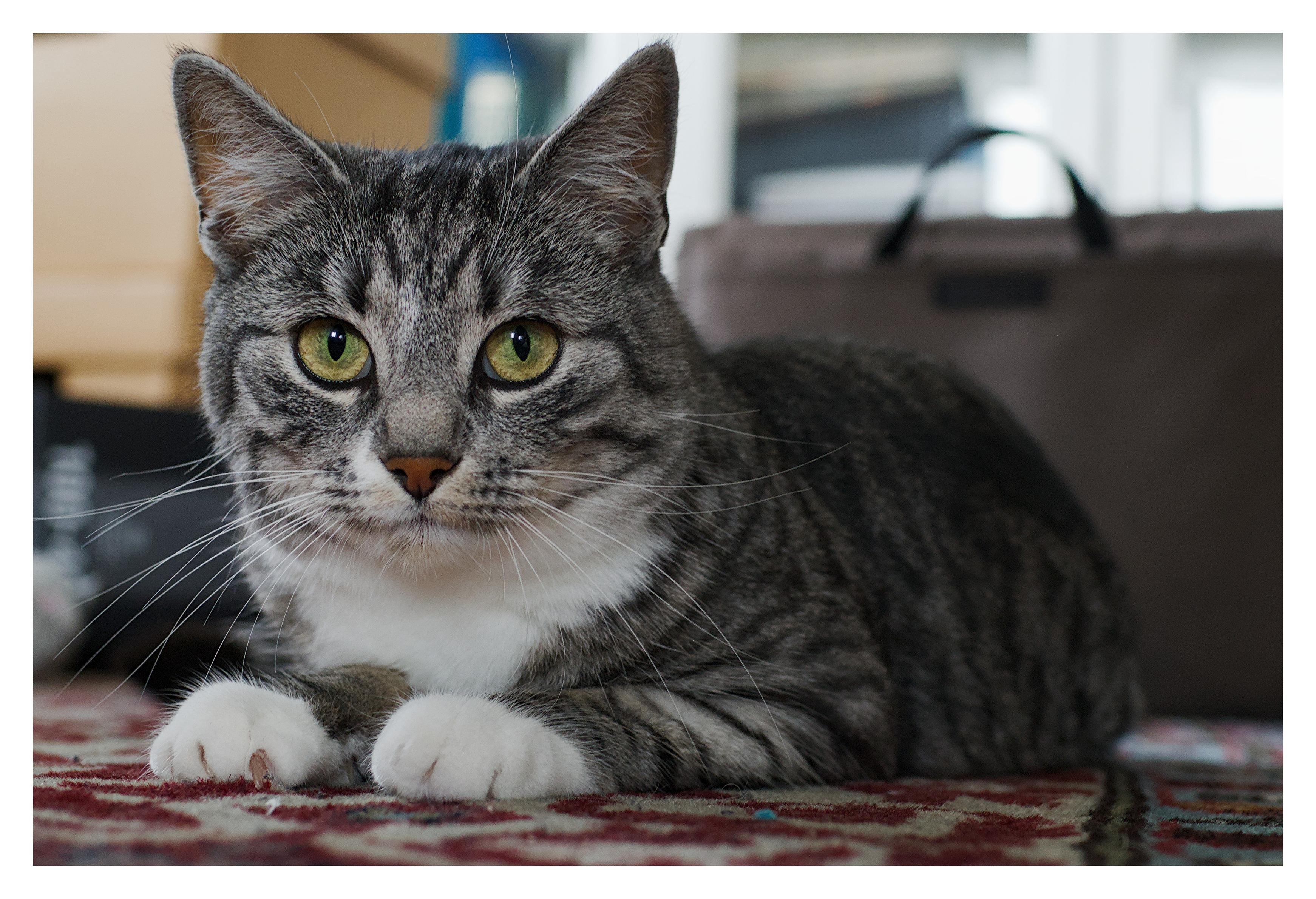 En liggande bild på katten Sonja, en tabby, som ligger på en rödmönstrad matta. I bakgrunden lite olika grejer och en vit bokhylla lite ur fokus.